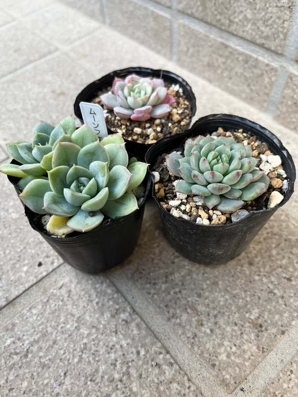 多肉植物セット*3 多肉植物セット（エケベリア・セダム）*3 多肉