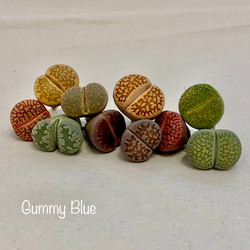 多肉植物 コノフィツム マウガニー mix 種子 60粒 多肉植物 GummyBlue