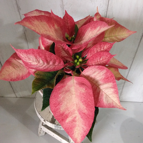 送料無料・一部除く】ポインセチア＜マーブル＞ 可愛い3号鉢 鉢カバー