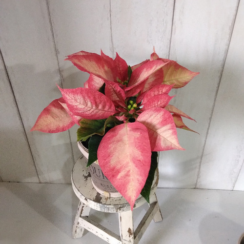 送料無料・一部除く】ポインセチア＜マーブル＞ 可愛い3号鉢 鉢カバー