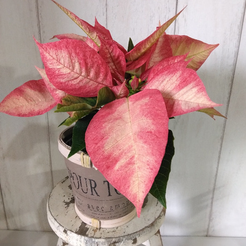 送料無料・一部除く】ポインセチア＜マーブル＞ 可愛い3号鉢 鉢カバー