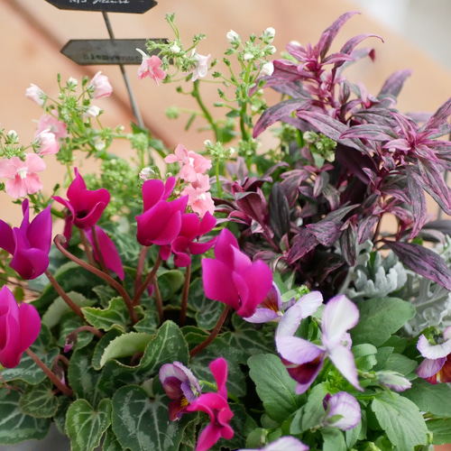 季節のお花寄せ植え  グラスファイバー 玄関をオシャレに 心に寄り添う 寄せ植え グラスファイバーの