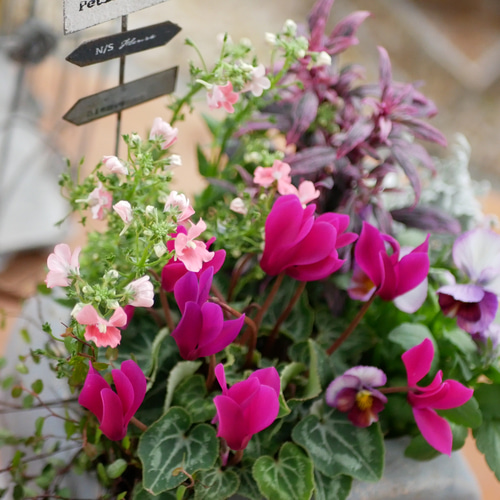 季節のお花寄せ植え  グラスファイバー シルバーナイト＆コパンの寄せ植え♪＊グラスファイバー鉢が10