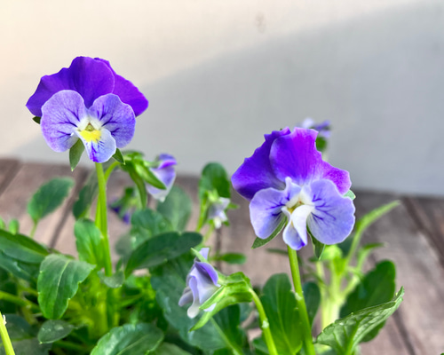 3ポットセット＊ぞうさんビオラ＊ブルーホワイト＊ガーデニング＊寄せ