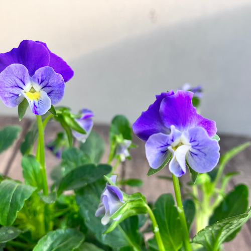 3ポットセット＊ぞうさんビオラ＊ブルーホワイト＊ガーデニング＊寄せ