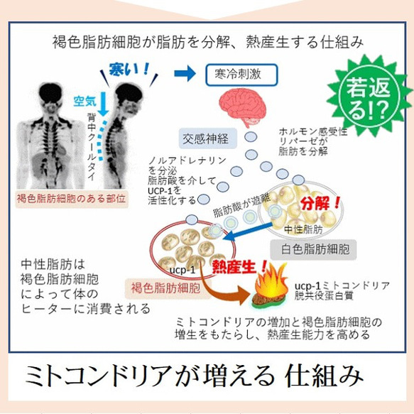 毎日ゼロ円 すぐに効果の出るダイエット器具 背中クールタイ で痩せた  褐色脂肪細胞を活性化 代謝 脂肪燃焼 6枚目の画像