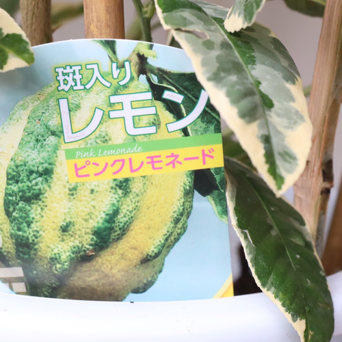 レモン＊ピンクレモネード＊斑入り＊希少種＊大株＊庭植え アート