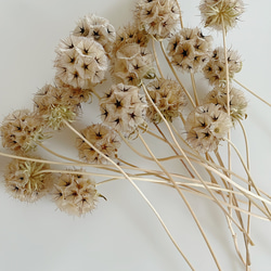 ユリ　ホワイト　ドライフラワー　パンパスグラス スカビオサドラムスティック ユリ ホワイト スカビオサドラムスティック パンパスグラス
