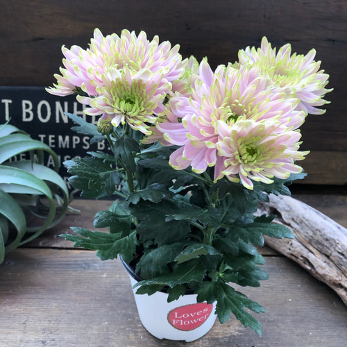 ロサーノシャルロッテ♡可愛いピンク ♡マム♡ アートフラワー パリ