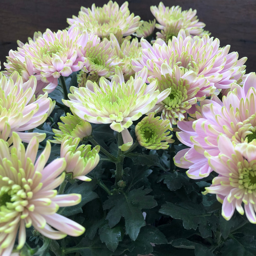 中サイズ ピンク花シャルロッテ ロサーノシャルロッテ♡可愛いピンク ♡マム♡ アートフラワー パリ