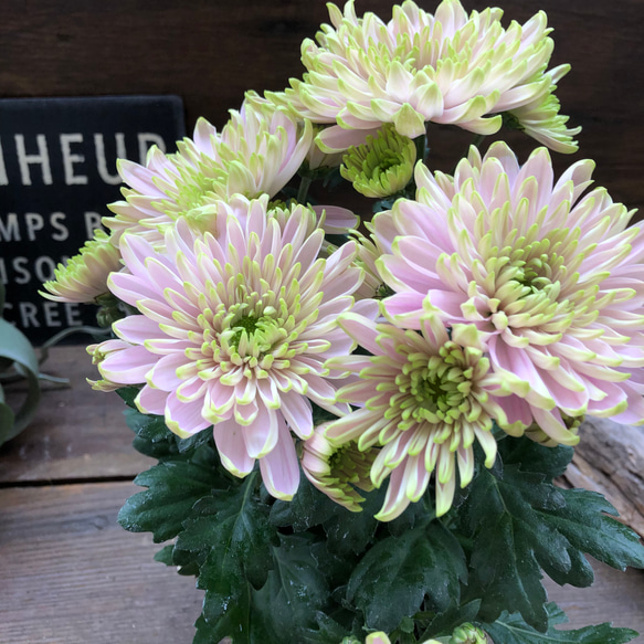 ロサーノシャルロッテ♡可愛いピンク ♡マム♡ アートフラワー パリ