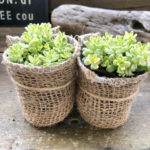 2個セット♡斑入りタイトゴメ♡セダム♡希少♡多肉植物 アートフラワー 