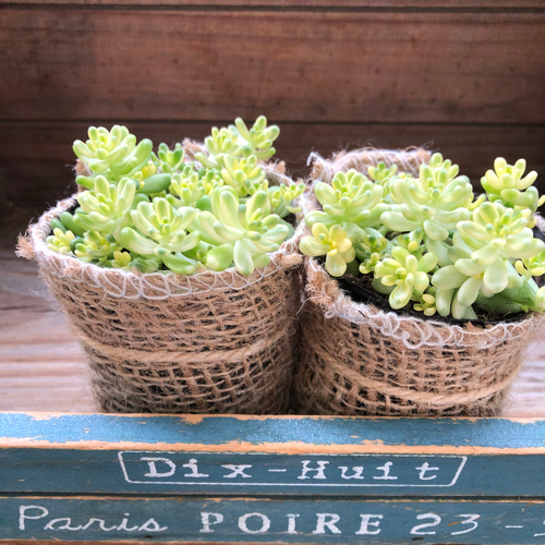 2個セット♡斑入りタイトゴメ♡セダム♡希少♡多肉植物 アートフラワー 