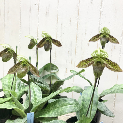 開花株 原種 Paph.wardii パフィオペディルム ワーディー その他