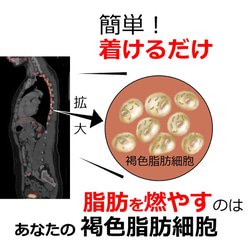 ダイエット器具 お腹周り 引き締め 脂肪燃焼 スッキリ 魔法「背中クールタイ」 着けると体の仕組で中性脂肪を燃やし始める 3枚目の画像