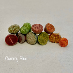 コノフィツム デプレッサム ssp 種子 10粒 多肉植物 GummyBlue 通販