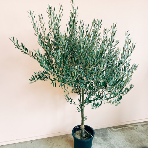 オリーブ　創樹　ミッション2 現品］ オリーブ ミッション 創樹 観葉植物 大型 屋外 ベランダ