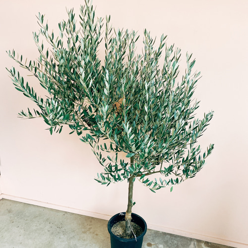 オリーブ　創樹　ミッション2 現品］ オリーブ ミッション 創樹 観葉植物 大型 屋外 ベランダ