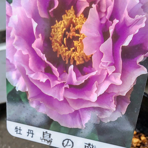 牡丹【島の藤】ピンクに白の覆輪の入った美しく豪華な牡丹 地堀3年苗