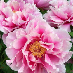 牡丹【島の藤】ピンクに白の覆輪の入った美しく豪華な牡丹 地堀3年苗