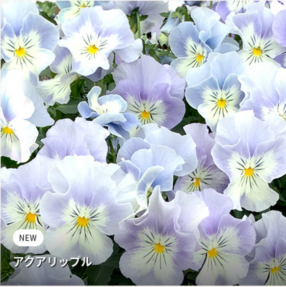 猫顔パンジー☆プティ・シャトン☆2色セット☆4号ロング花鉢☆植え
