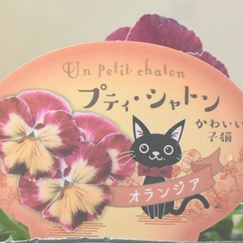 猫顔パンジー☆プティ・シャトン☆2色セット☆4号ロング花鉢☆植え
