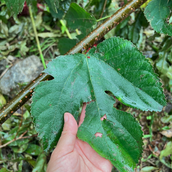 気持ち伝える土佐和紙。素朴でかわいい土佐楮カード ークマ 7枚目の画像