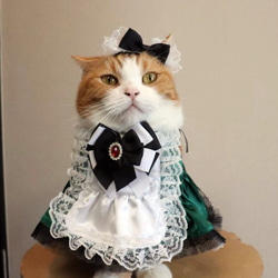 サンキャッチャー♡ハンドメイド「ペリドット♡ねこฅ•ω•ฅ」 猫服ケープ＆カチューシャ メイドさん（緑） ペット服