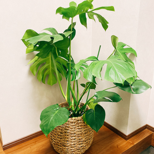 ☆籠鉢カバー☆ 観葉植物 インテリア おしゃれ 鉢カバー バスケット