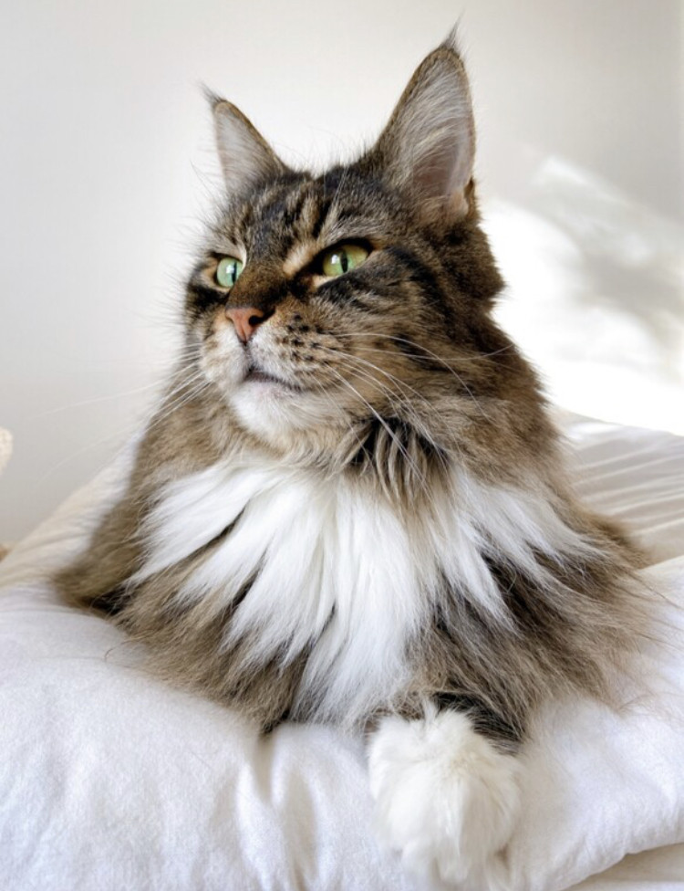 専用【ガルちゃんと一緒にお出かけスヌード】