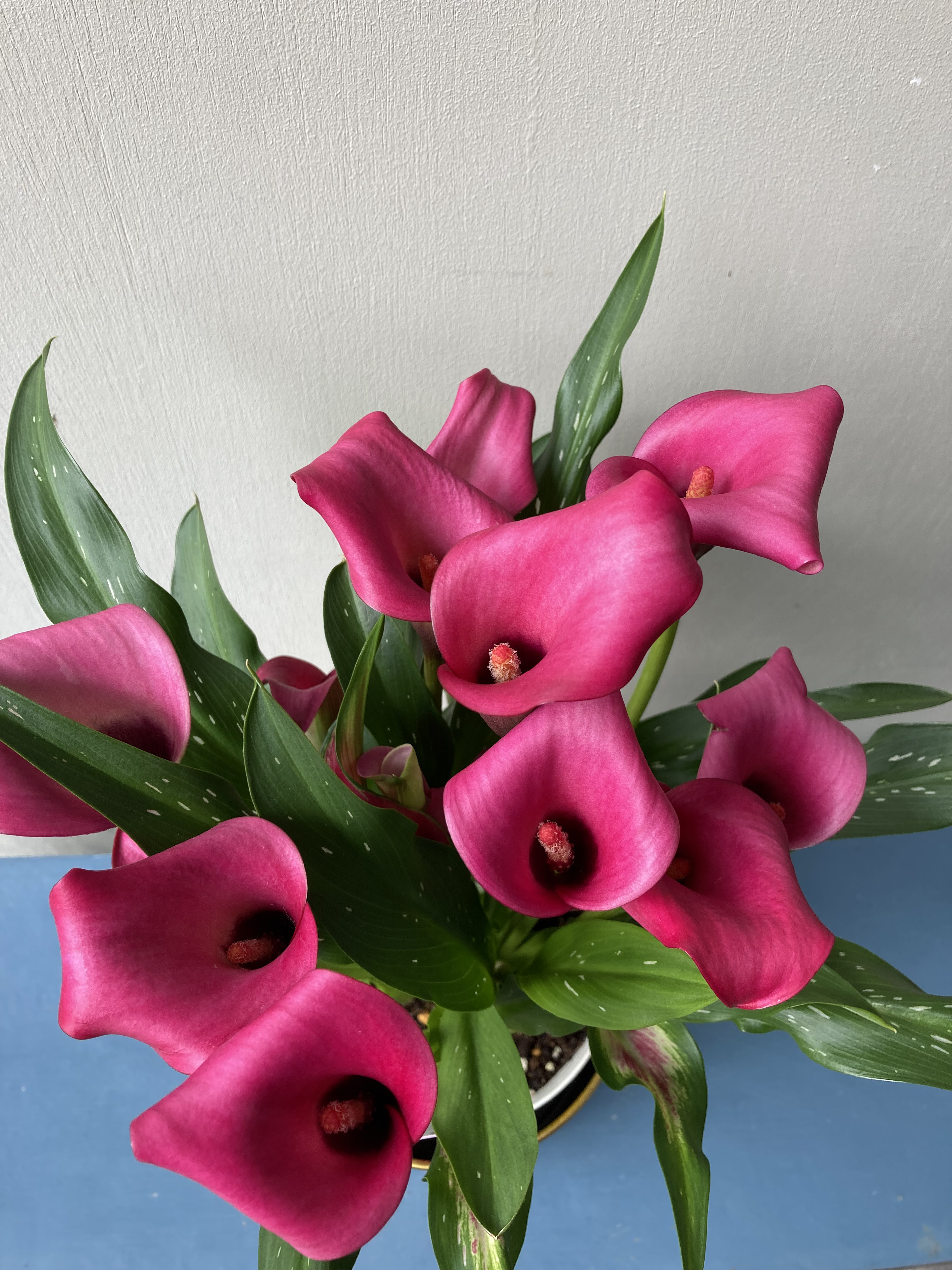 カラー＊鉄製鉢カバー付き＊球根＊オシャレ＊贈り物にも