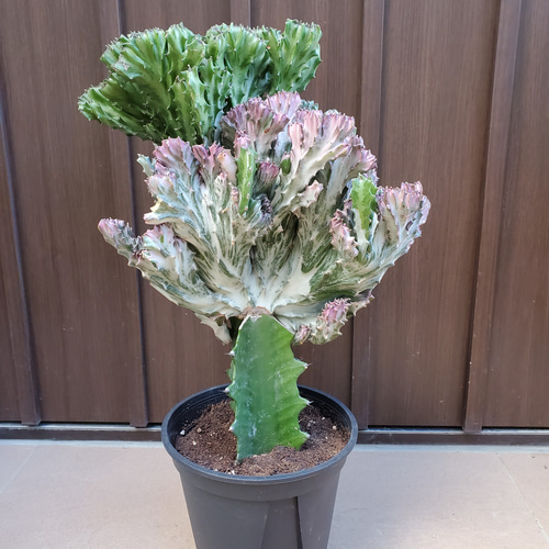 宝石のような観葉植物のお店 【Jewelry Plant】 ユーフォルビア