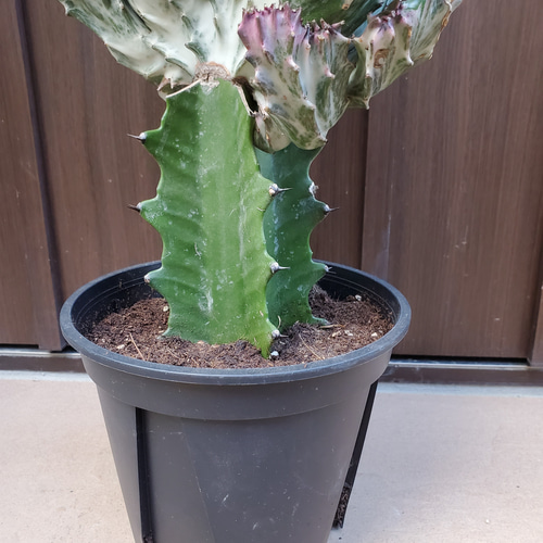 宝石のような観葉植物のお店 【Jewelry Plant】 ユーフォルビア