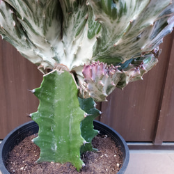 ユーフォルビア　キングマハラジャ　ポット鉢植え　大明神　個性的観葉植物　サボテン 6枚目の画像