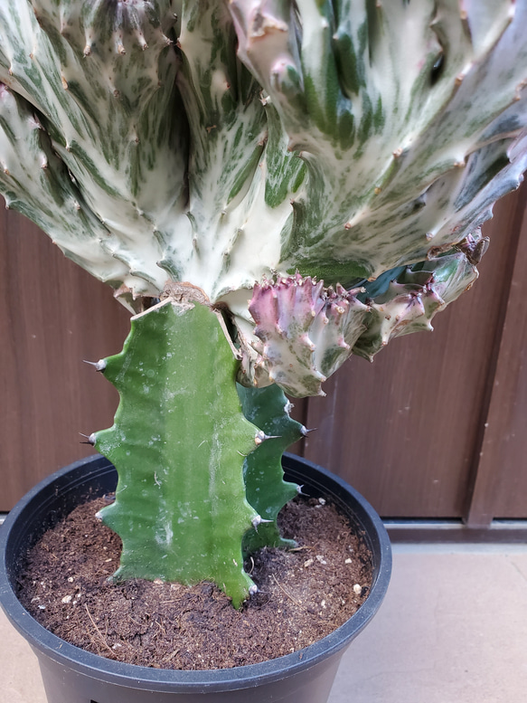 ユーフォルビア　キングマハラジャ　ポット鉢植え　大明神　個性的観葉植物　サボテン 6枚目の画像