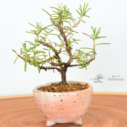 タイムセール⭕️ 実生65年 黒松盆栽 送料無料 BONSAI 盆栽 インテリア 黒松 小品盆栽 送料無料 bonsai : 盆栽ショップ わびさび Yahoo