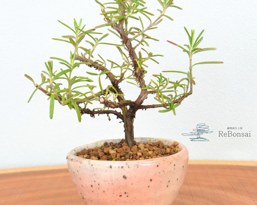 ローズマリー 5c5de6d0cd55121834600cf36655f7