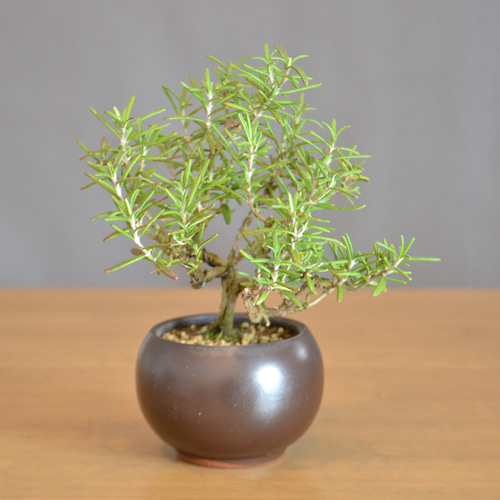 ハーブ盆栽「ローズマリー（マリンブルー）」 盆栽 ReBonsai 通販