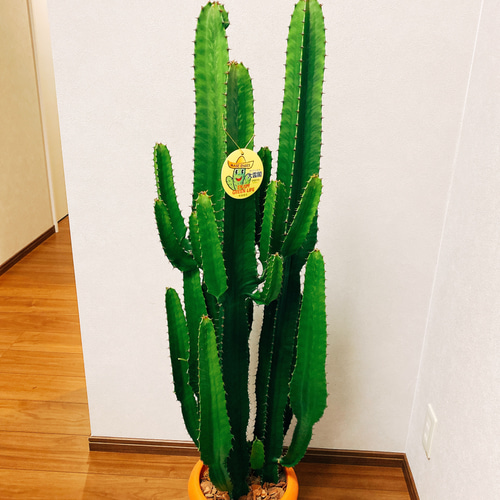 現品］ユーフォルビア 大雲閣 観葉植物 大型 多肉植物 プラスチック鉢