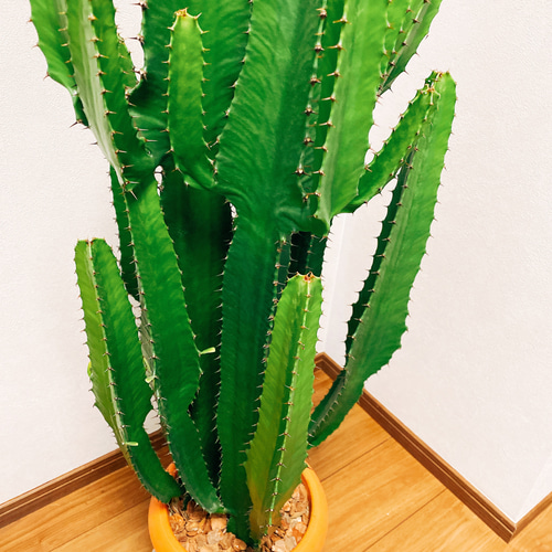 現品］ユーフォルビア 大雲閣 観葉植物 大型 多肉植物 プラスチック鉢