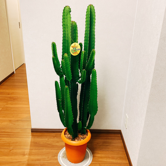 現品］ユーフォルビア 大雲閣 観葉植物 大型 多肉植物