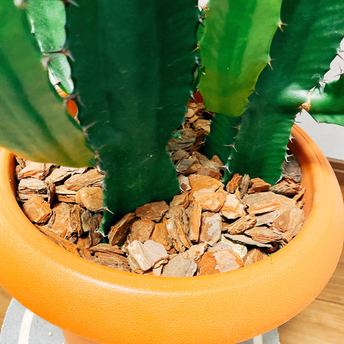 特大】 ユーフォルビア 彩雲閣 トリゴナ 多肉植物 観葉植物 おしゃれ鉢