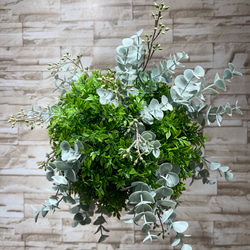 立派♡トキワマンサク♡七彩♡8寸鉢♡ アートフラワー nico flowers