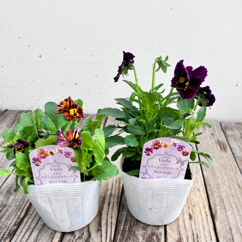 4ポットセット＊ブラッシュストローク＊ビオラ＊希少種＊ガーデニング