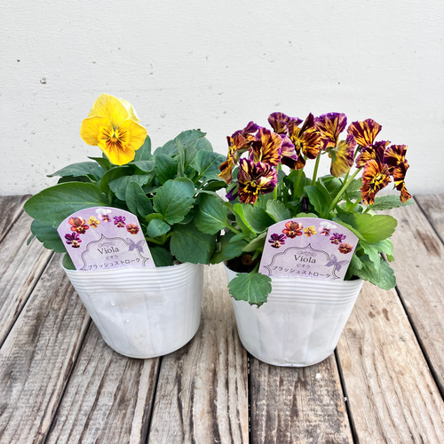 4ポットセット＊ブラッシュストローク＊ビオラ＊希少種＊ガーデニング