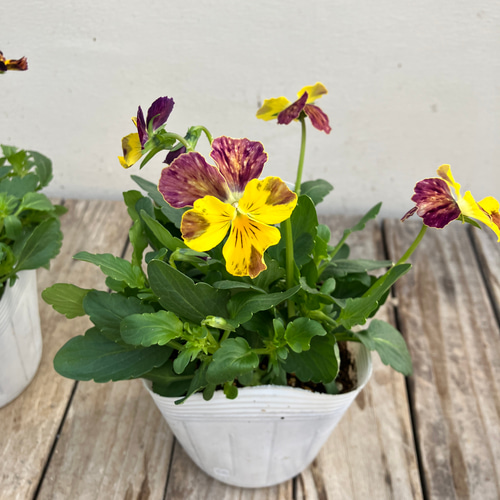 4ポットセット＊ブラッシュストローク＊ビオラ＊希少種＊ガーデニング