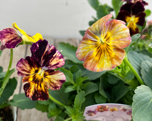 4ポットセット＊ブラッシュストローク＊ビオラ＊希少種＊ガーデニング