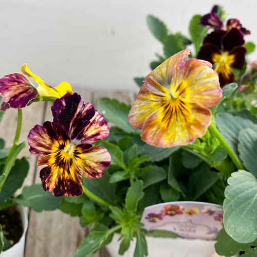 ビオラレディ⭐︎早い者勝ち4ポットセット⭐︎ 4ポットセット＊ブラッシュストローク＊ビオラ＊希少種＊ガーデニング