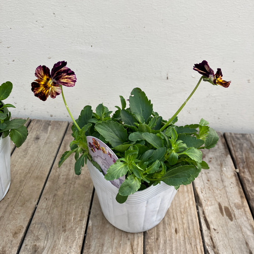 4ポットセット＊ブラッシュストローク＊ビオラ＊希少種＊ガーデニング