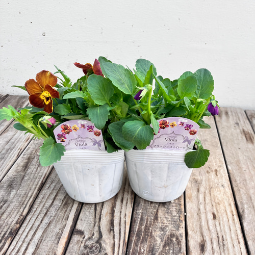 4ポットセット＊ブラッシュストローク＊ビオラ＊希少種＊ガーデニング